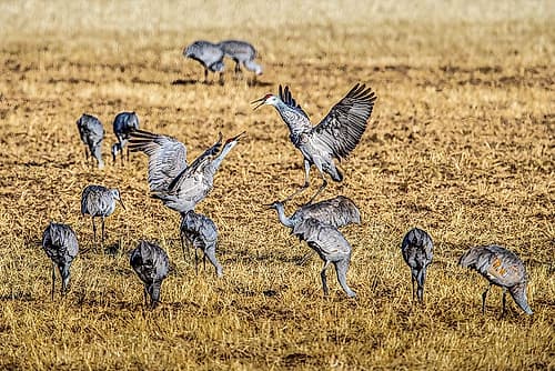Sandhill cranes, wintering at Bosque del Apache in New Mexico, vocalize to one another. Art Print